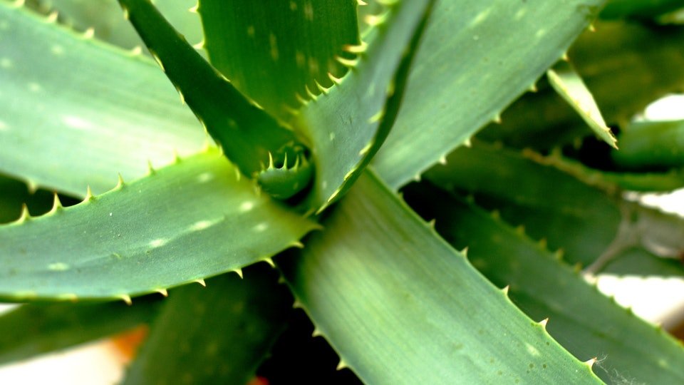 c9612a69 f227 411b 9c15 5ccecb0452f4 aloe vera 2623317 1920