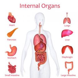 33553525 internal organs